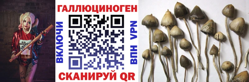 Галлюциногенные грибы GOLDEN TEACHER  закладка  Майкоп 